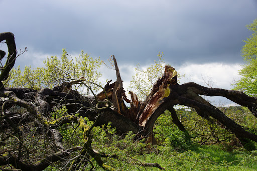 Mackensen Eiche - Visual