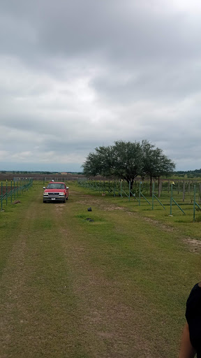 Centro de Investigación en Producción Agropecuaria, UANL / Viñedo UANL