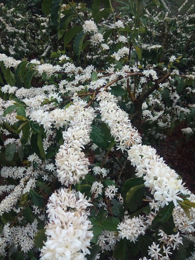 Photos of Kamavindi Coffee