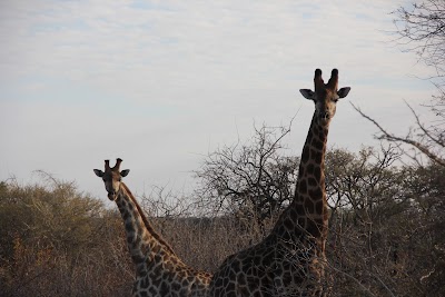 Photos of Eland Safari's