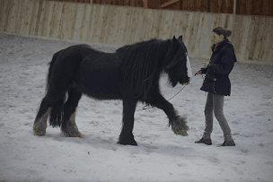 Photo n°20 de Les Crinières De L'ouest à Lanvénégen (Club jeunes)