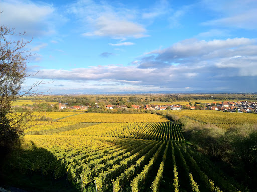 Weingut Reichsrat von Buhl GmbH Gallery - France