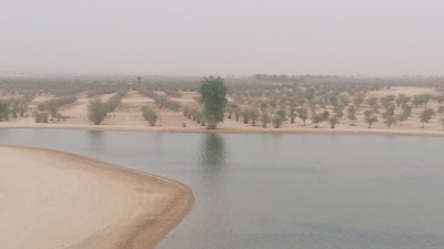 Photos of Al Qudra Lakes