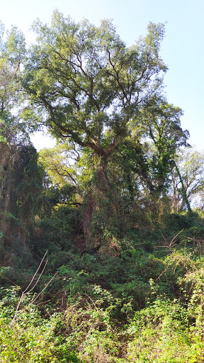 The Sughereta (Grove) - Thumbnail