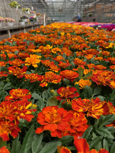 Varner's Greenhouse & Nursery - Thumbnail