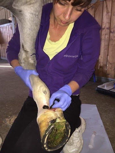 Photos of Hundephysiotherapie - Hund Um Wohl Potsdam