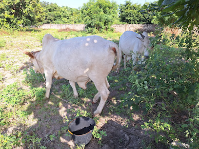 TINN AGRO FARM/ACCOMMODATION