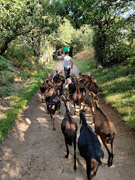 Photo n°25 de Chèvrerie de la vallée des Moulins à Carneville (Produits laitiers)