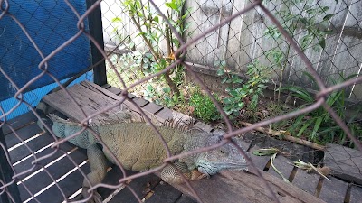 Photos of rumah makan toraja