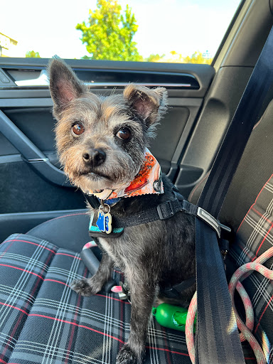 Laguna Pet Spa / Judi's Pet Grooming - Thumbnail