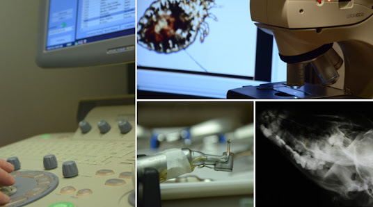 Bild: Tierarztpraxis am Millerntor - Karen Voelkel Vom Inhaber