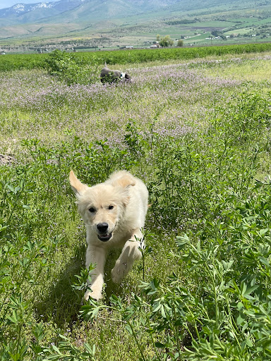 Puppy Steps Training - Thumbnail
