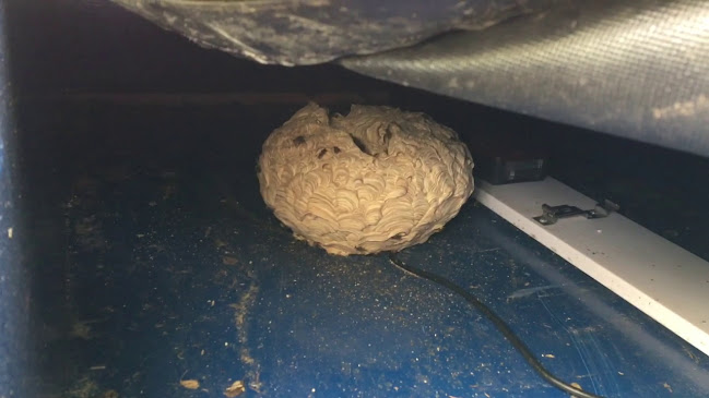 Comments and reviews of Wasp Warriors Wasp Nest Removal