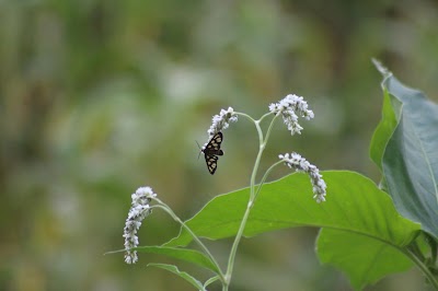 Photos of Hasties Swamp Bird Hide