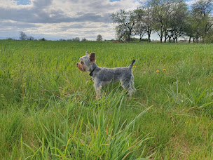 Photo n°5 de Le Duo Complice à Drusenheim (Dresseur pour chiens)