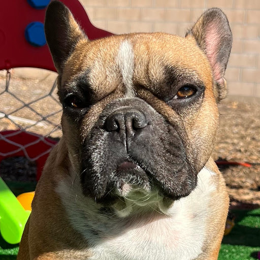 Dog Father Pet Store - Thumbnail