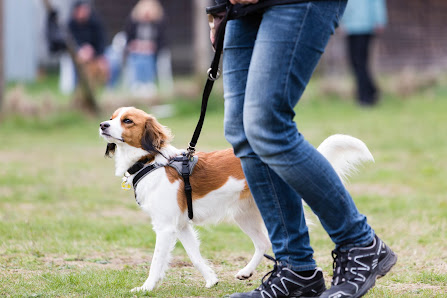 Freye Pfoten Hundeschule Kanutenweg 35, 32549 Bad Oeynhausen, Deutschland