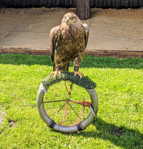The Falcons of Thorp Perrow