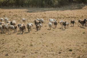 Photo n°3 de 6h55 Mouvement Moutonneux à Bas-en-Basset (Magasin de literie)