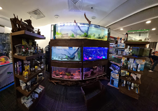 Mi acuario queretaro - Thumbnail
