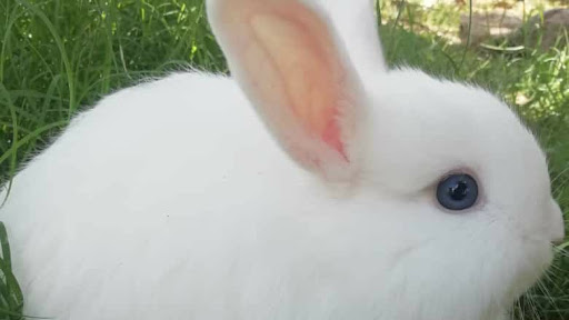 Rey Conejo - Thumbnail