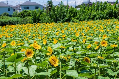 なんまちひまわり畑
