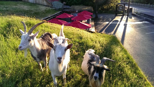 Old Country Market - Goats on Roof