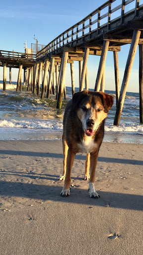 Ventnor Veterinary Office - Thumbnail