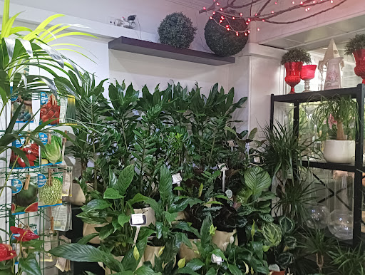 San Lorenzo Florist - Thumbnail