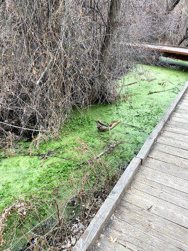 Bicentennial Boardwalk - Thumbnail