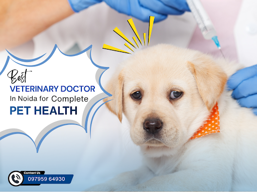 Get expert diagnosis, compassionate care, and advanced treatments from the Best Veterinary Doctor… post image