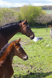 Photo n°2 de Anovas Vétérinaire Equin à Gacé (Vétérinaire)