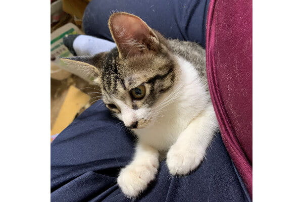 訪問動物診療所ホープフル