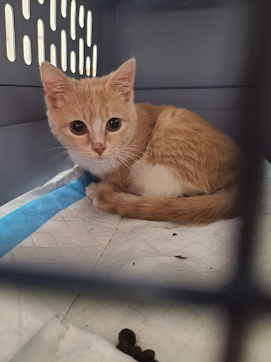 Park Pet Hospital - Thumbnail