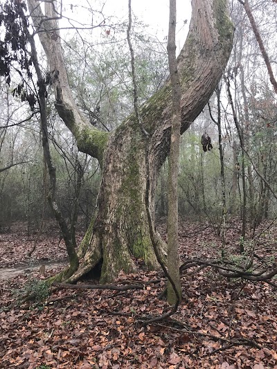 Petal River Park Mtb Trail