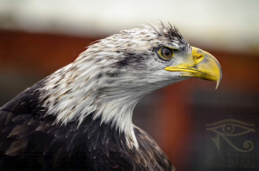 Wild Wings Birds of Prey - Thumbnail