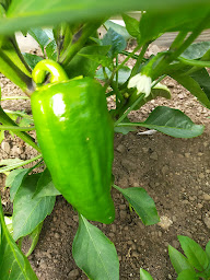 Photo n°17 de PARADIS DE LA PERMACULTURE à Salettes (Ferme)