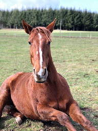 Photo n°5 de Équita-Nature à Granges-Aumontzey (Club équestre)