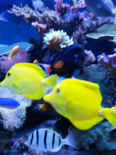 Aquaristik-Service St. Wendel - Thumbnail