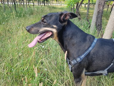 Ambulatorio Veterinario Pizzini Fabrizio