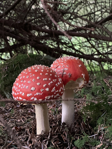 Iniscarn Forest - Thumbnail