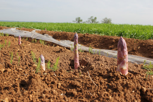 Photo de Dubourg J - Terres &amp; Céramiques de Gascogne à Mios (33380)