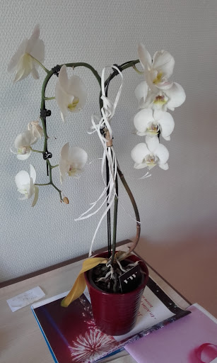 Photo de EHPAD La Maison du Pays de Saint Romain de Benet à Nieulle-sur-Seudre (17600)