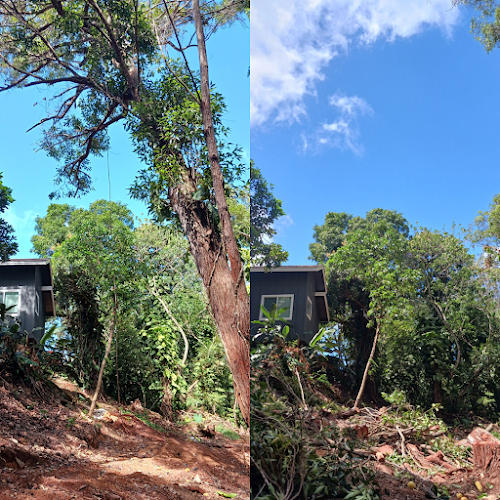 Kia’āina Trees