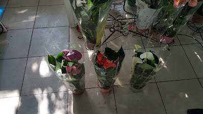 Photos of Ak Zhayyk