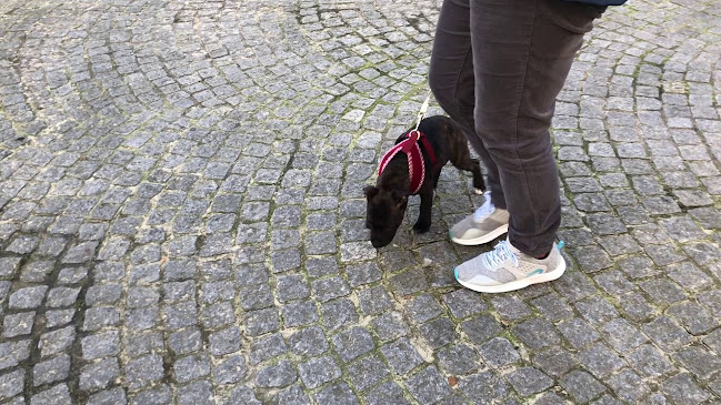 https://www.hondenmanieren.org/
