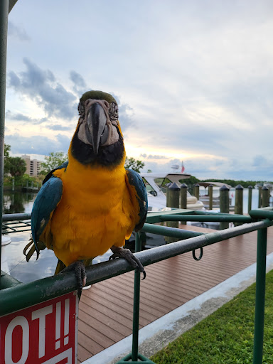 Nauti Parrot Tiki Hut - Thumbnail