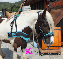 Kapink à Saint-Marcan