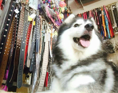 Photos of Goofy Pet Shop