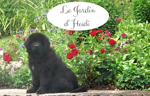 Photo de Le Jardin d'Heïdi à Champlitte (70600)